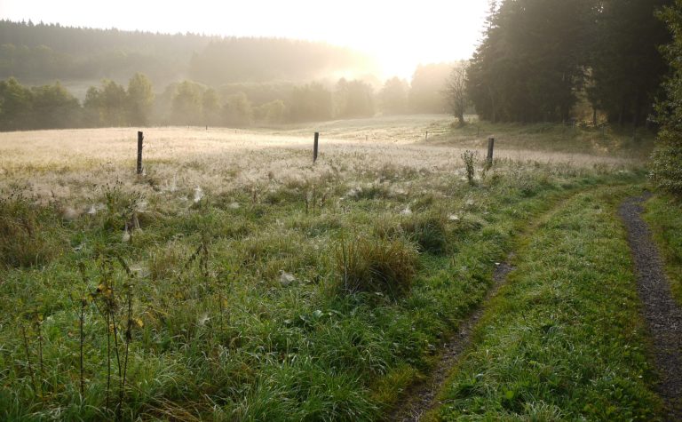 Sonnenaufgang scheint über Wald auf Wiese in hügeliger Landschaft, ein Weg führt seitlich rechts aus dem Bild
