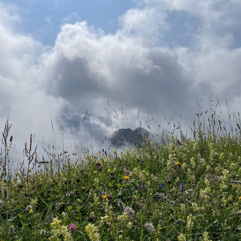 Blick über eine Blumenwiese auf Wolken und Berggipfel bei blauem Himmel